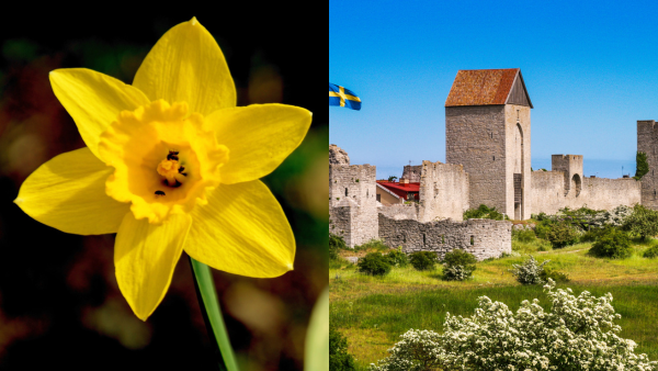 Påskklilja och Visbymuren